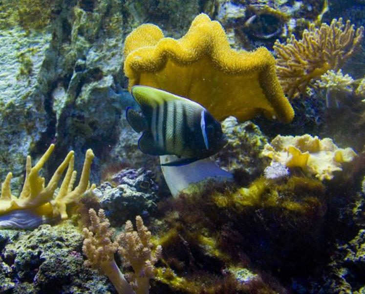 aquarium de vannes morbihan  - RESIDENCE LES ILES PENESTIN