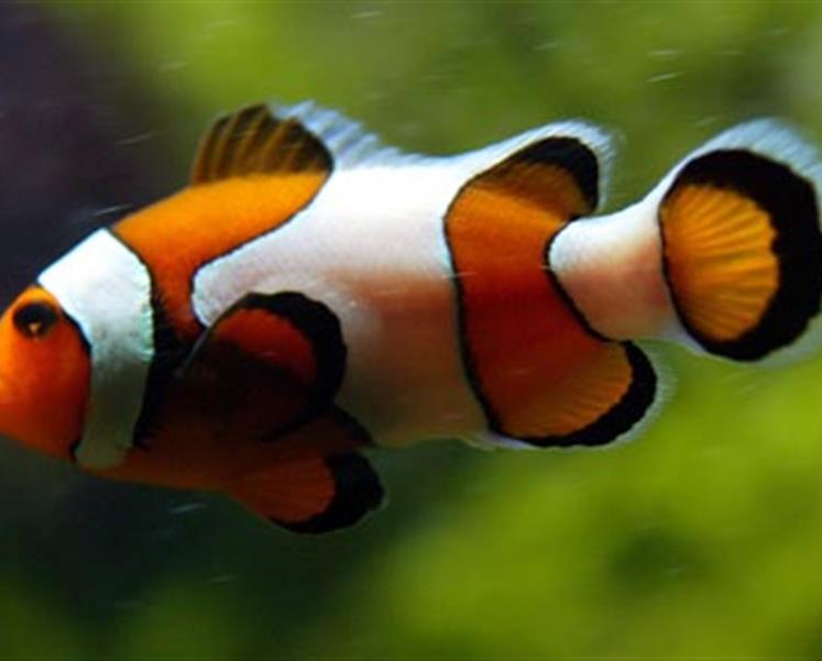 Nemo aquarium de vannes proche camping des iles  - RESIDENCE LES ILES PENESTIN