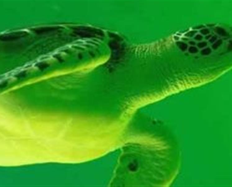 tortue aquarium de vannes  - RESIDENCE LES ILES PENESTIN