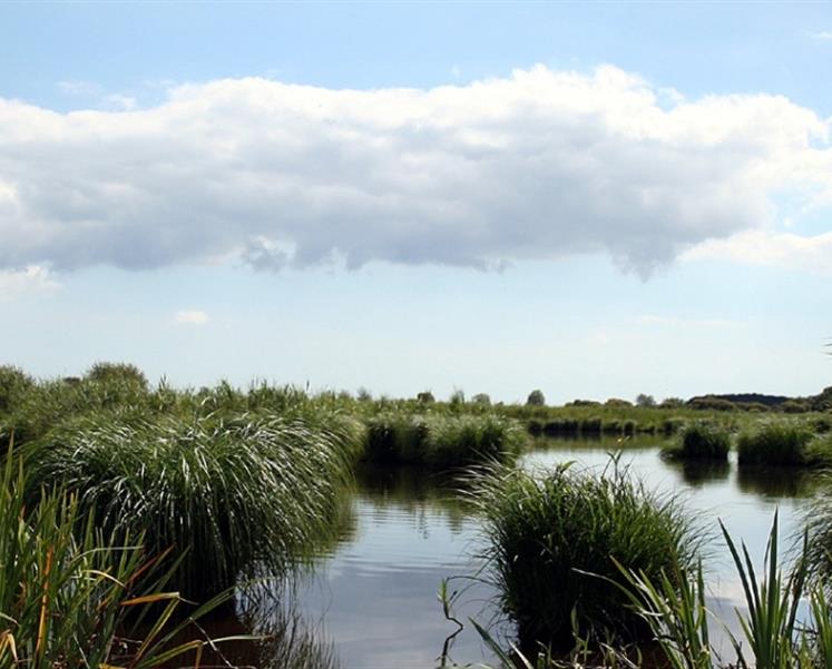 Marais de grande briere proche penestin  - RESIDENCE LES ILES PENESTIN