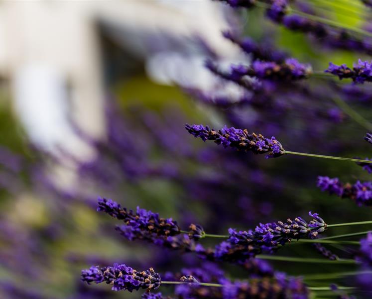 Lavande en fleurs - RESIDENCE LES ILES PENESTIN