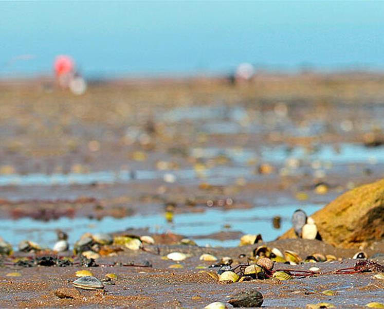 peche a pied penestin 56 morbihan bretagne sud - RESIDENCE LES ILES PENESTIN